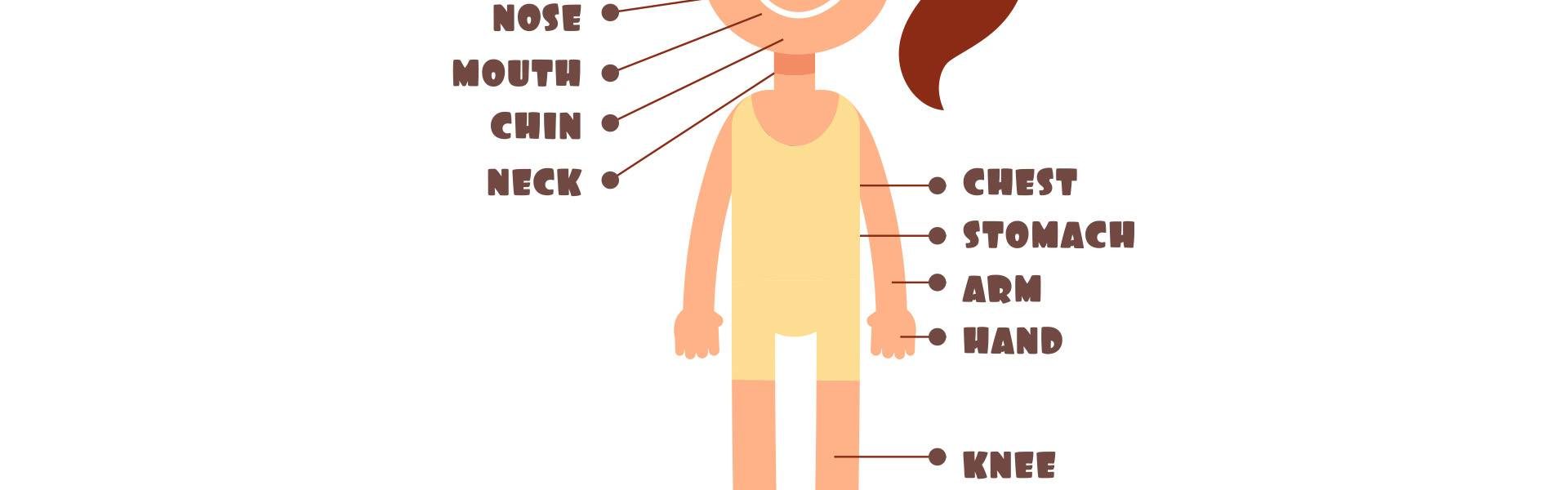 אוצר מילים באנגלית – גוף האדם