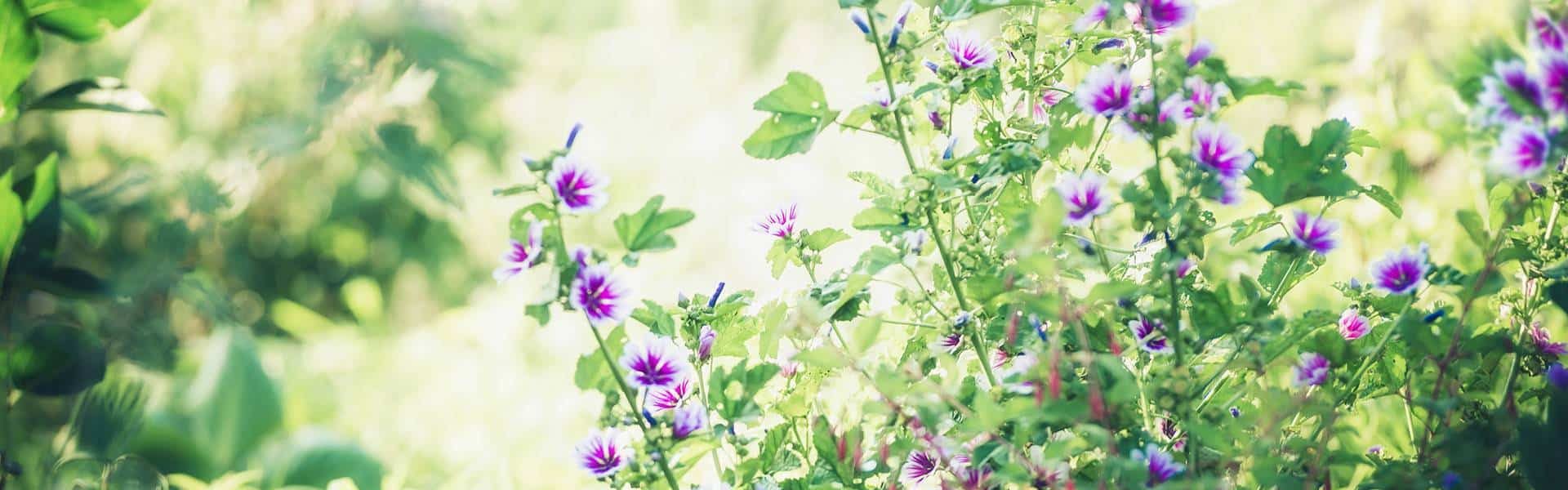 אוצר מילים באנגלית – טבע